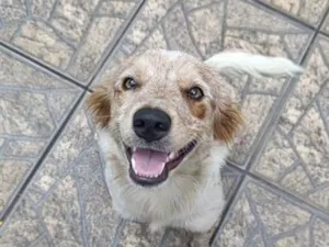 Cachorro raça SRD-ViraLata idade 7 a 11 meses nome Maya