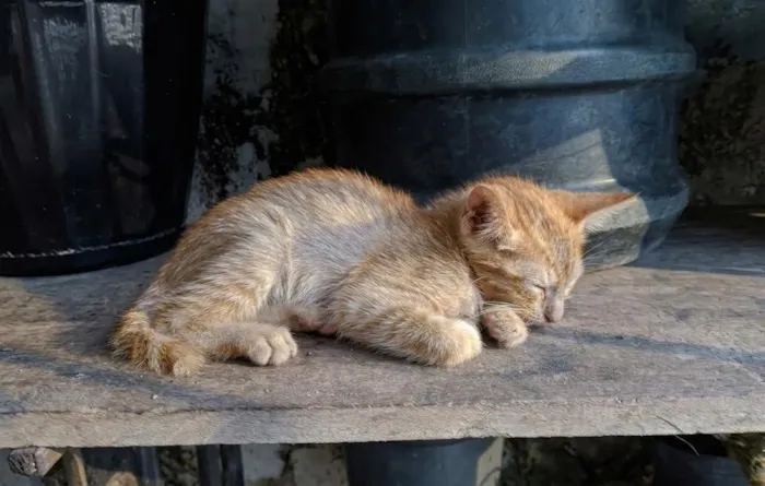 Gato raça SRD-ViraLata idade 2 a 6 meses nome Laranjinha