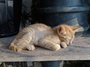 Gato raça SRD-ViraLata idade 2 a 6 meses nome Laranjinha