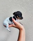 Pinscher