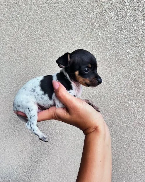 Cachorro raça Pinscher idade Abaixo de 2 meses nome Pinscher