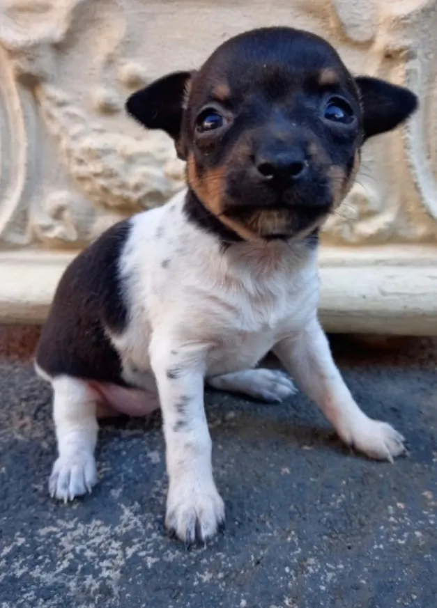 Cachorro raça Pinscher idade Abaixo de 2 meses nome Pinscher