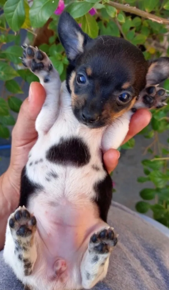 Cachorro raça Pinscher idade Abaixo de 2 meses nome Pinscher