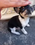 Pinscher