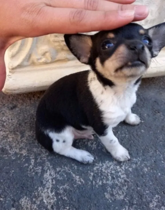 Cachorro raça Pinscher idade Abaixo de 2 meses nome Pinscher