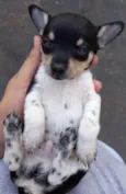 Pinscher