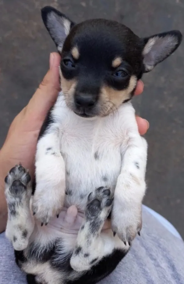 Cachorro raça Pinscher idade Abaixo de 2 meses nome Pinscher