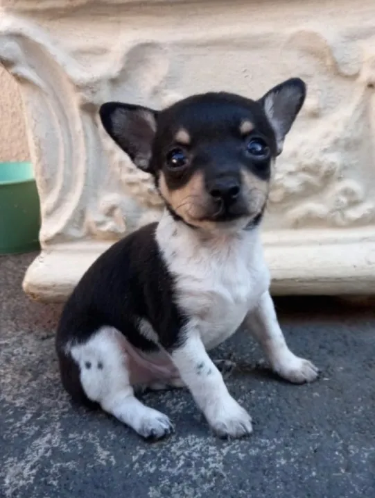 Cachorro raça Pinscher idade Abaixo de 2 meses nome Pinscher