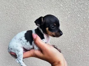 Cachorro raça Pinscher idade Abaixo de 2 meses nome Pinscher