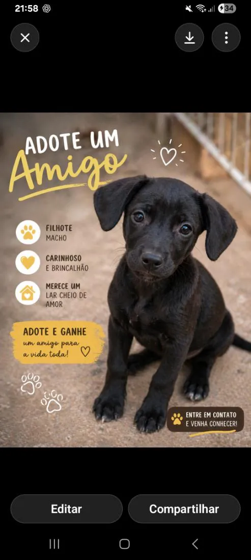 Cachorro raça SRD-ViraLata idade 2 a 6 meses nome Feijão