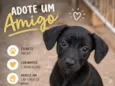 Feijão