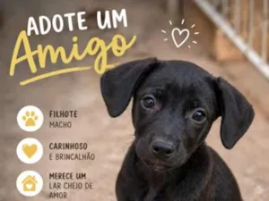 Cachorro raça SRD-ViraLata idade 2 a 6 meses nome Feijão