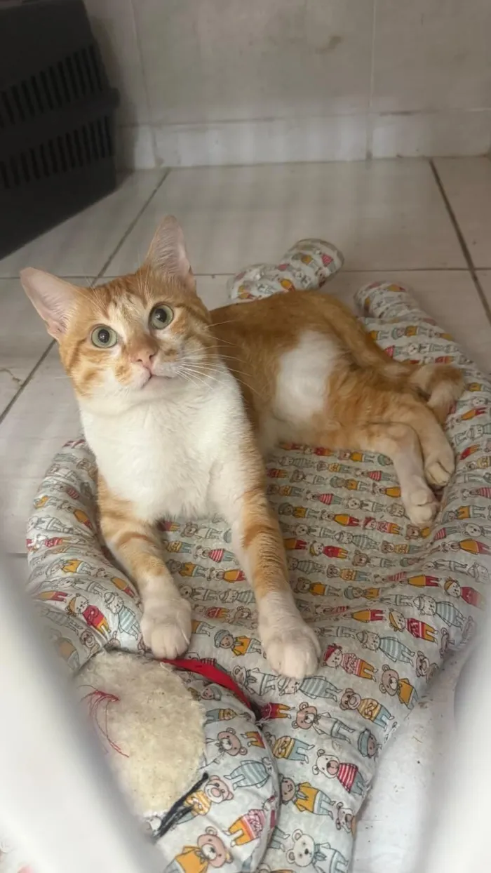 Gato raça SRD-ViraLata idade 4 anos nome Félix