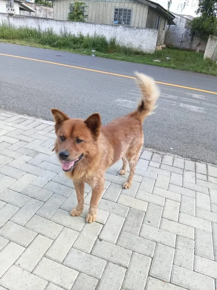 Cachorro raça SRD-ViraLata idade 2 a 6 meses nome reury