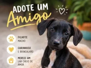 Cachorro raça SRD-ViraLata idade 2 a 6 meses nome Café