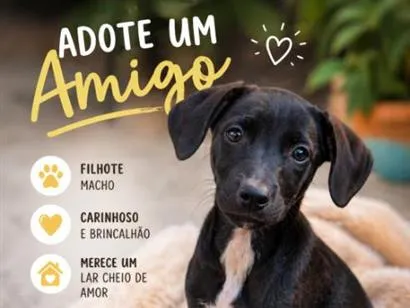 Cachorro raça SRD-ViraLata idade 2 a 6 meses nome Café