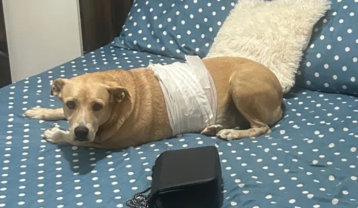 Cachorro raça SRD-ViraLata idade 5 anos nome Sem nome