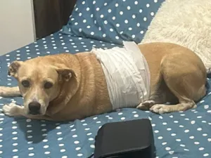 Cachorro raça SRD-ViraLata idade 5 anos nome Sem nome