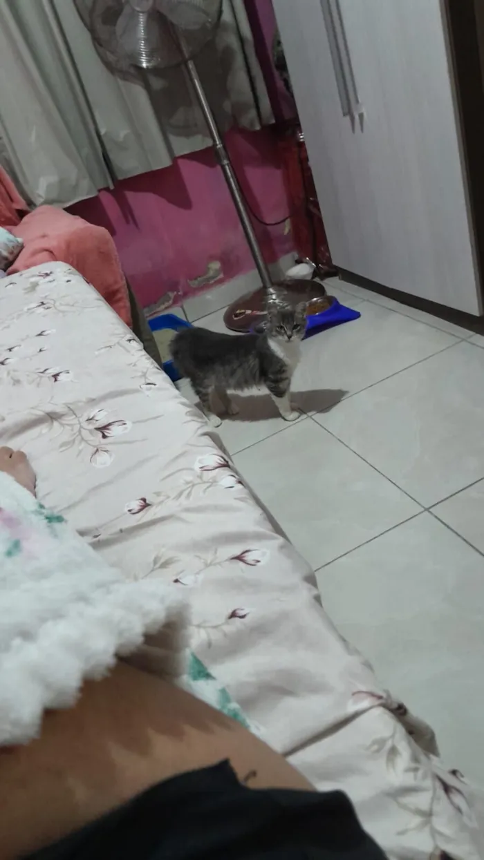Gato raça SRD-ViraLata idade 7 a 11 meses nome Arrepiadinha 
