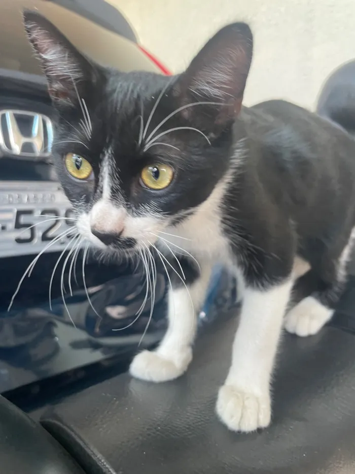 Gato raça SRD-ViraLata idade 2 a 6 meses nome Frajolinha 