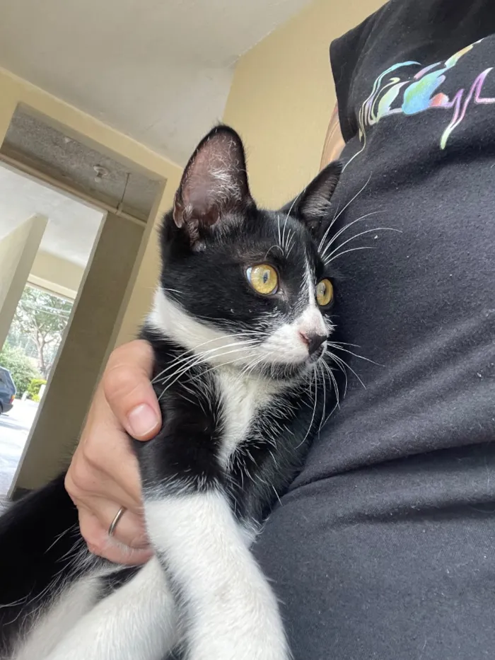 Gato raça SRD-ViraLata idade 2 a 6 meses nome Frajolinha 