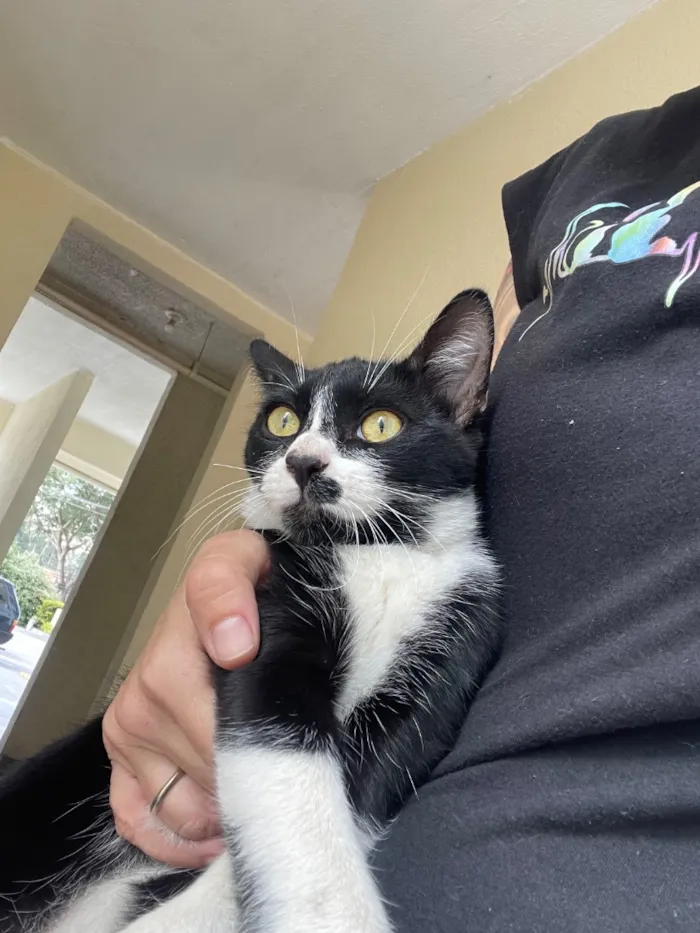 Gato raça SRD-ViraLata idade 2 a 6 meses nome Frajolinha 