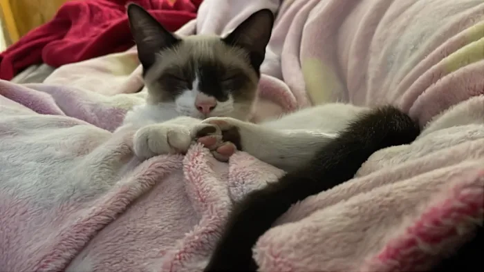 Gato raça SRD-ViraLata idade 2 a 6 meses nome Floquinho