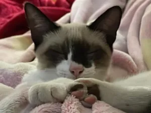 Gato raça SRD-ViraLata idade 2 a 6 meses nome Floquinho