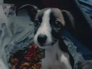 Cachorro raça SRD-ViraLata idade Abaixo de 2 meses nome Luna