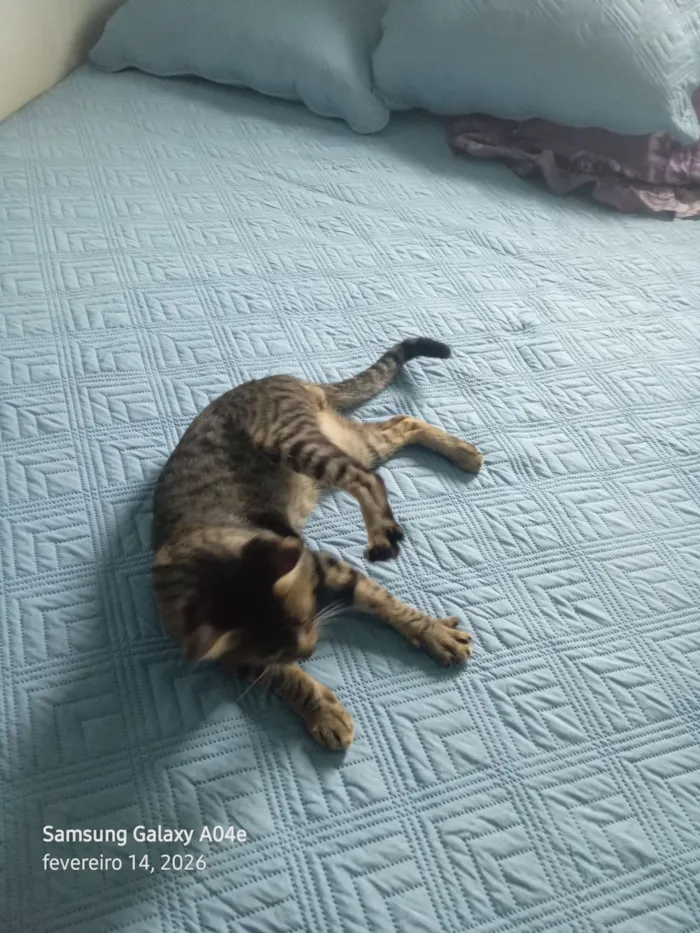 Gato raça SRD-ViraLata idade 1 ano nome Pingo