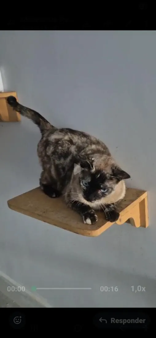 Gato raça SRD-ViraLata idade 1 ano nome Lua