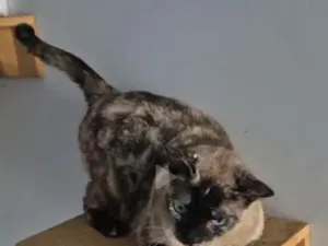 Gato raça SRD-ViraLata idade 1 ano nome Lua