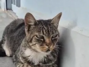 Gato raça SRD-ViraLata idade 3 anos nome Bebezinho
