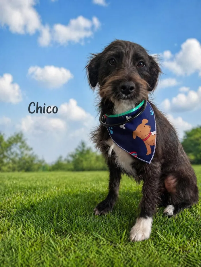 Cachorro raça SRD-ViraLata idade 7 a 11 meses nome Chico