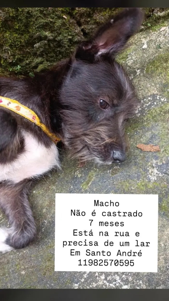 Cachorro raça SRD-ViraLata idade 7 a 11 meses nome Chico