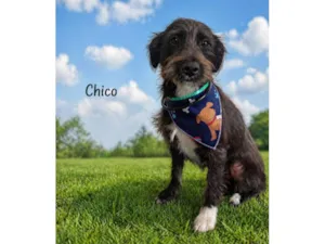 Cachorro raça SRD-ViraLata idade 7 a 11 meses nome Chico