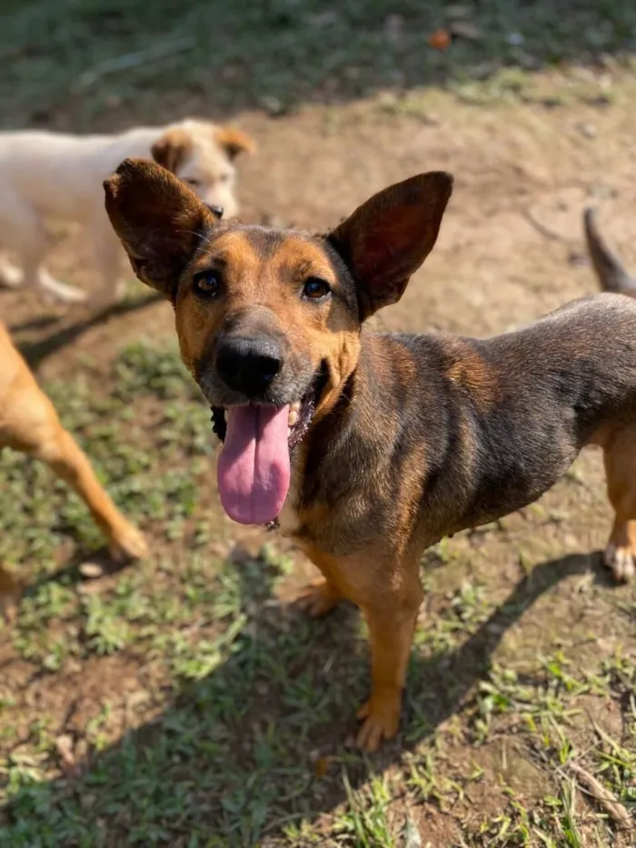 Cachorro raça SRD-ViraLata idade 4 anos nome Gracinha