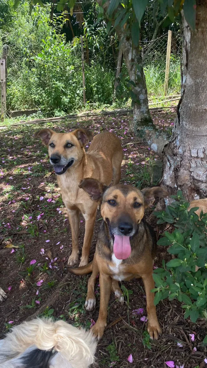 Cachorro raça SRD-ViraLata idade 4 anos nome Gracinha