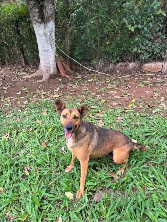 Cachorro raça SRD-ViraLata idade 4 anos nome Gracinha