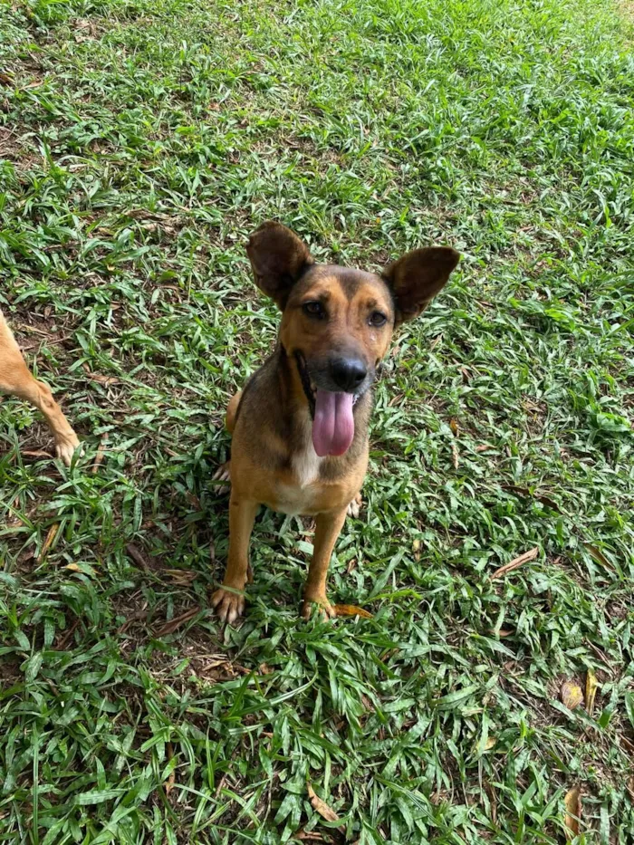 Cachorro raça SRD-ViraLata idade 4 anos nome Gracinha