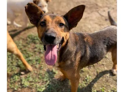 Cachorro raça SRD-ViraLata idade 4 anos nome Gracinha