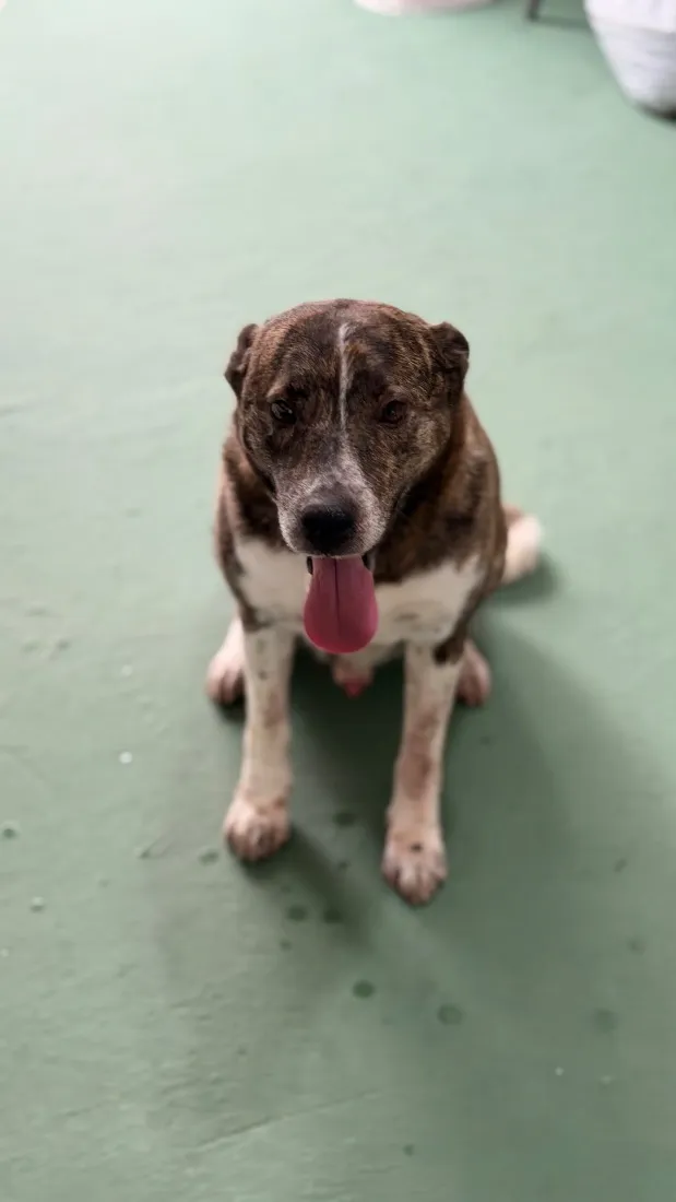 Cachorro raça SRD-ViraLata idade 4 anos nome Whisky