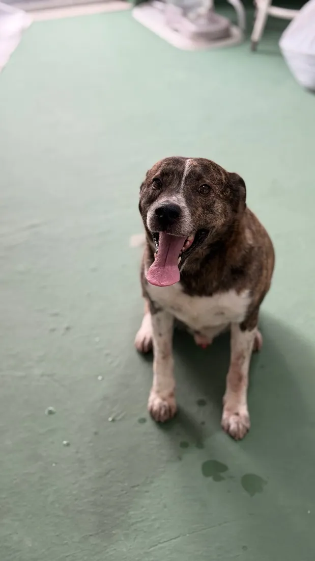 Cachorro raça SRD-ViraLata idade 4 anos nome Whisky