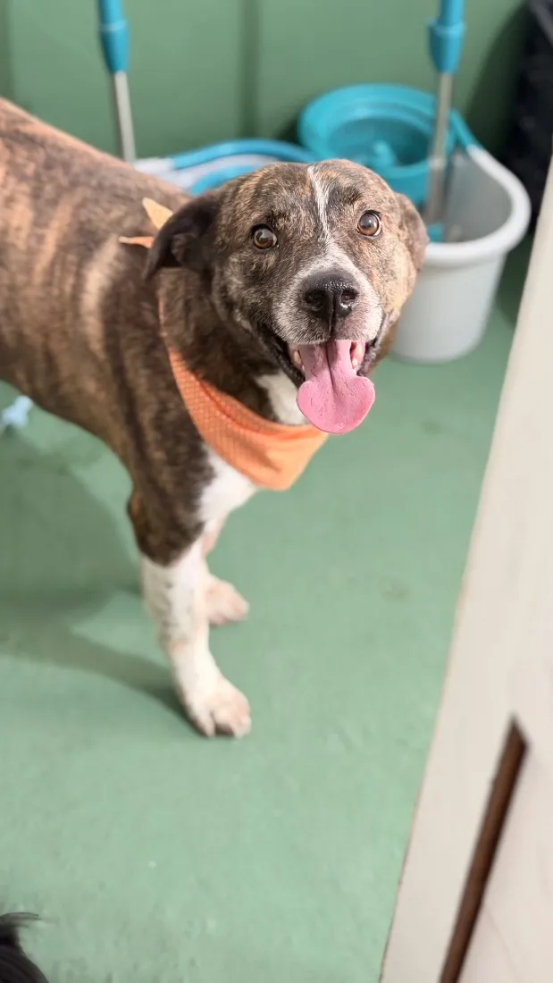 Cachorro raça SRD-ViraLata idade 4 anos nome Whisky