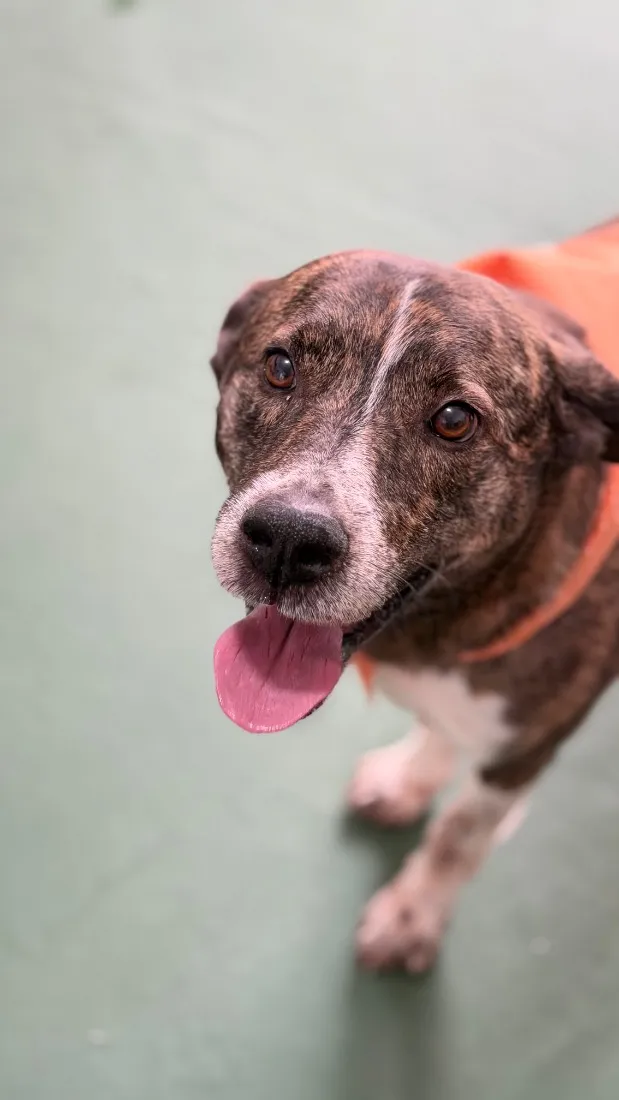 Cachorro raça SRD-ViraLata idade 4 anos nome Whisky