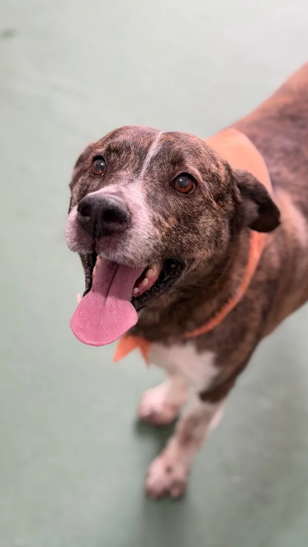 Cachorro raça SRD-ViraLata idade 4 anos nome Whisky