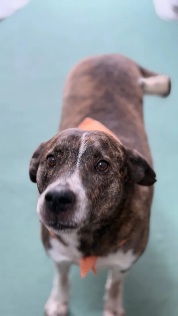 Cachorro raça SRD-ViraLata idade 4 anos nome Whisky