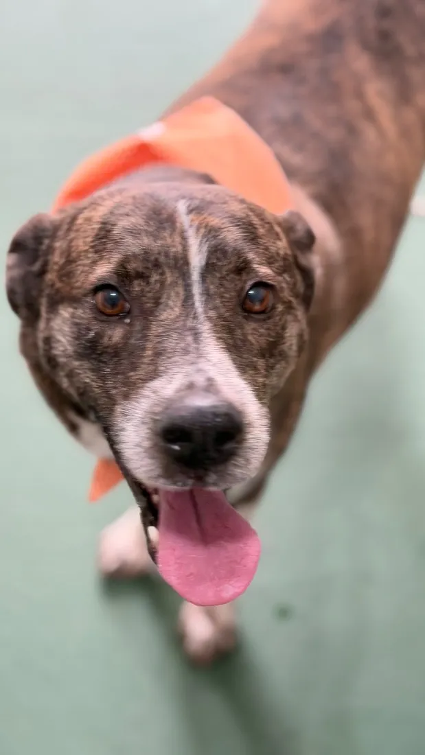 Cachorro raça SRD-ViraLata idade 4 anos nome Whisky