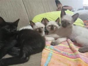 Gato raça SRD-ViraLata idade 2 a 6 meses nome toquinha.