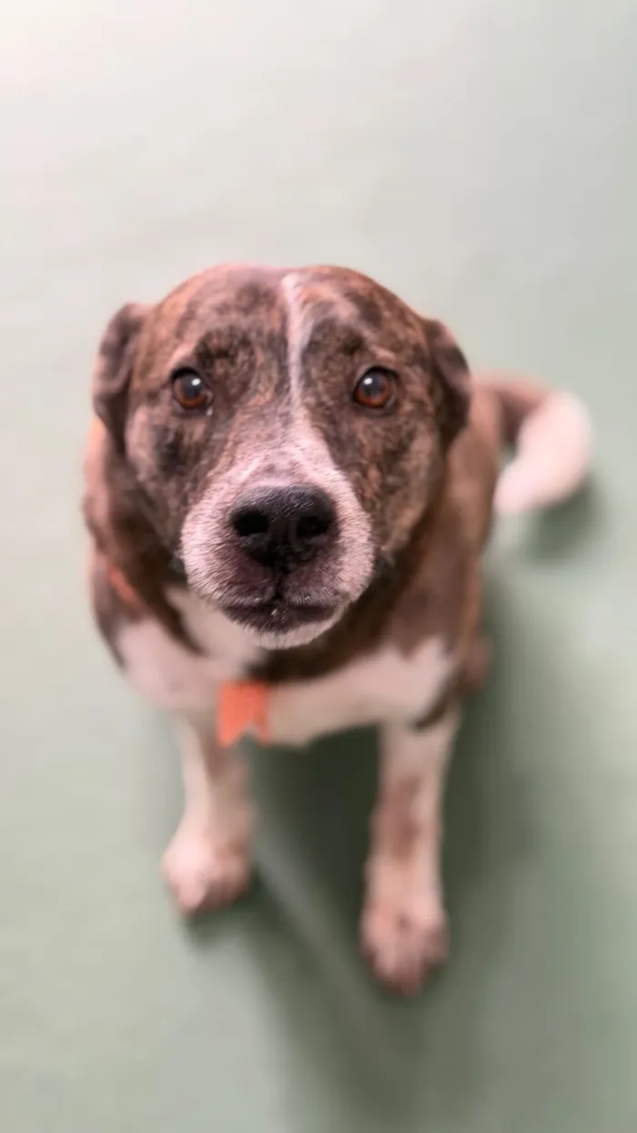 Cachorro raça SRD-ViraLata idade 4 anos nome Whisky